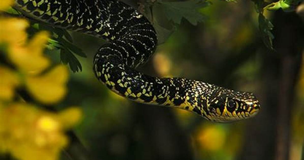 Are There Snakes in Tuscany?