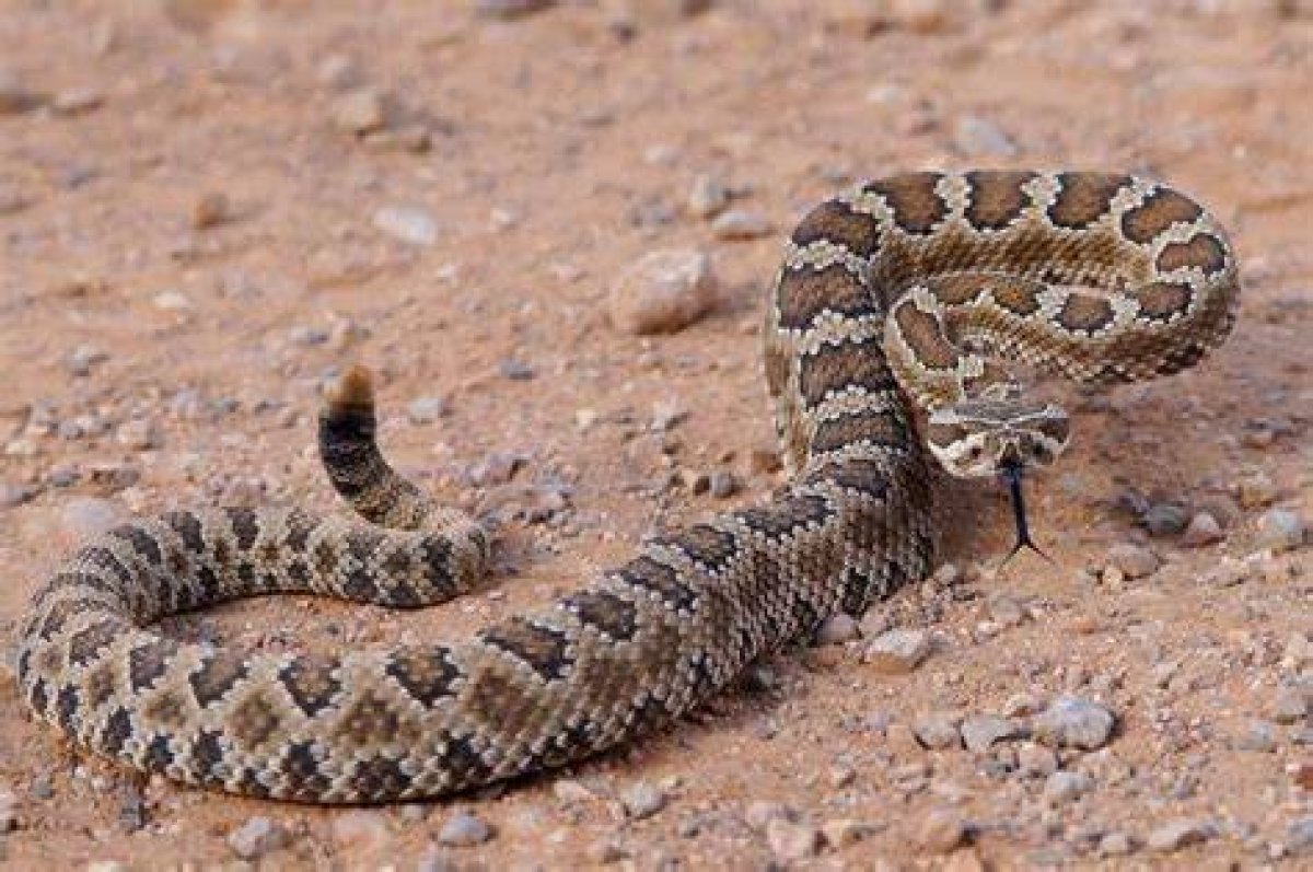 Are There Snakes in Zion National Park?
