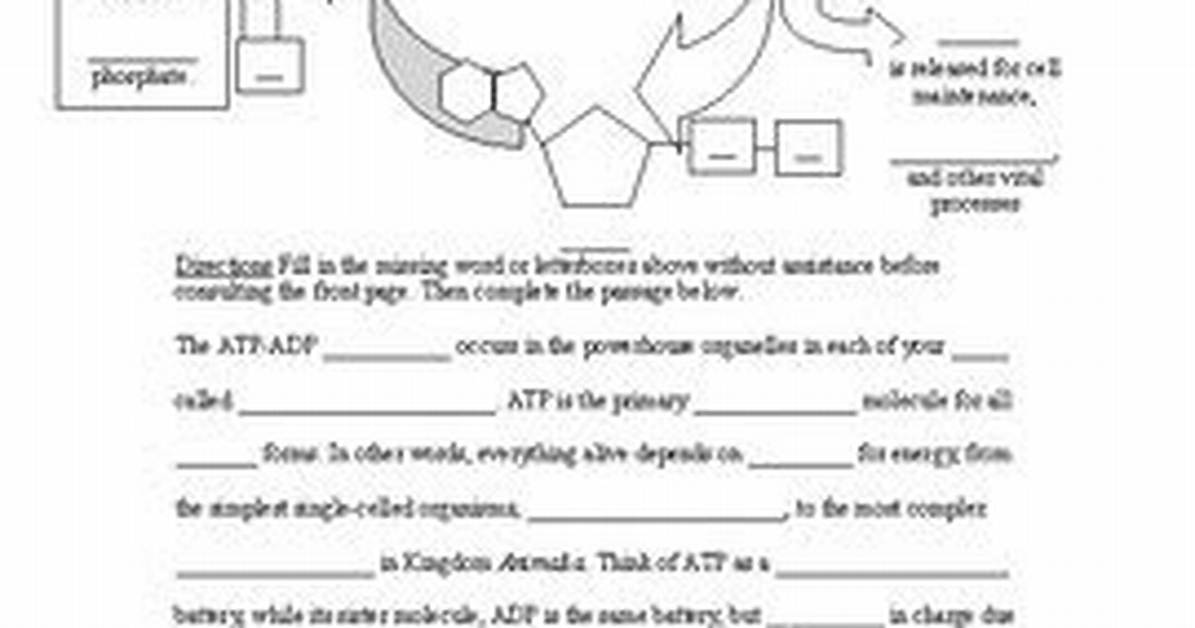 Atp-Adp Cycle — Printable Worksheet