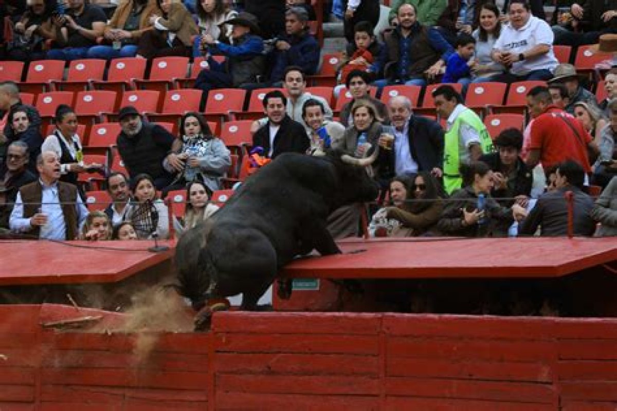 Audience's Cry When a Bull Misses a Bullfighter