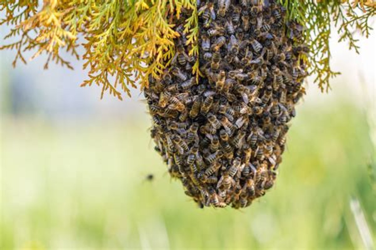 Be Swarming (With)