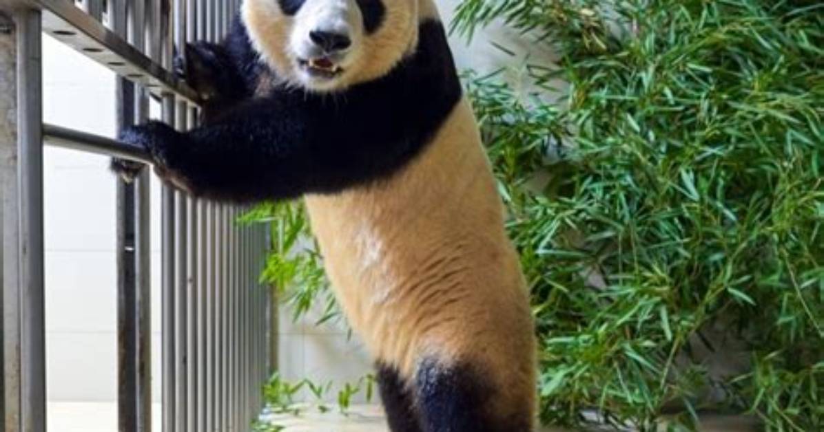 Beloved Panda Fu Bao Starts Quarantine in China After Arriving from South Korea