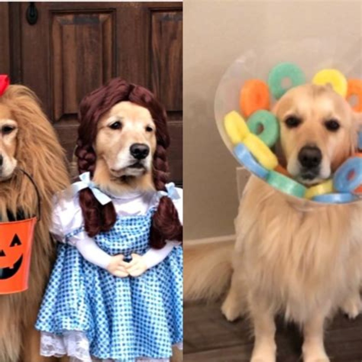 Best Dog Costumes of 2019