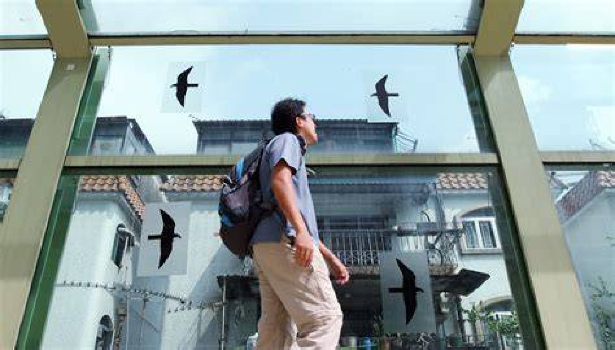 Birds Are Dying After Hitting Gleaming Glass and Mirror Buildings in Hong Kong, Group Warns
