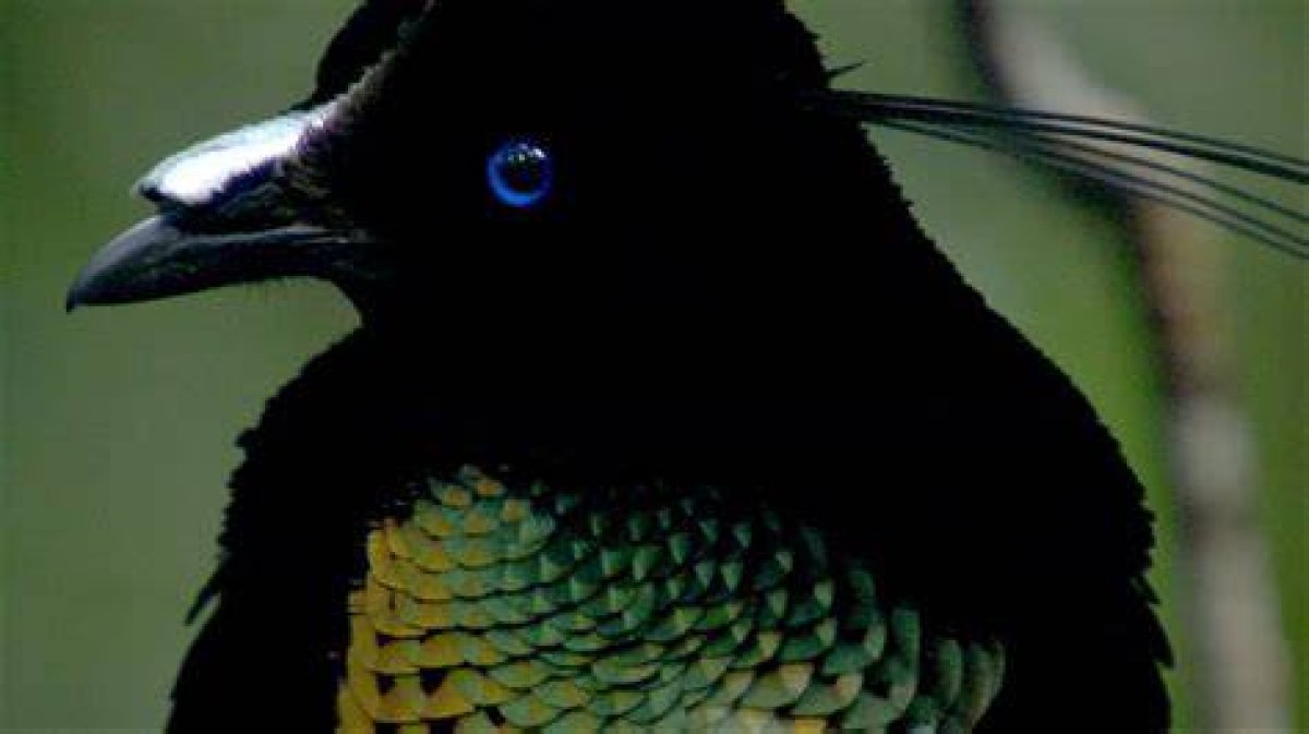 Birds of the Gods | Bird of Paradise Facts | Nature