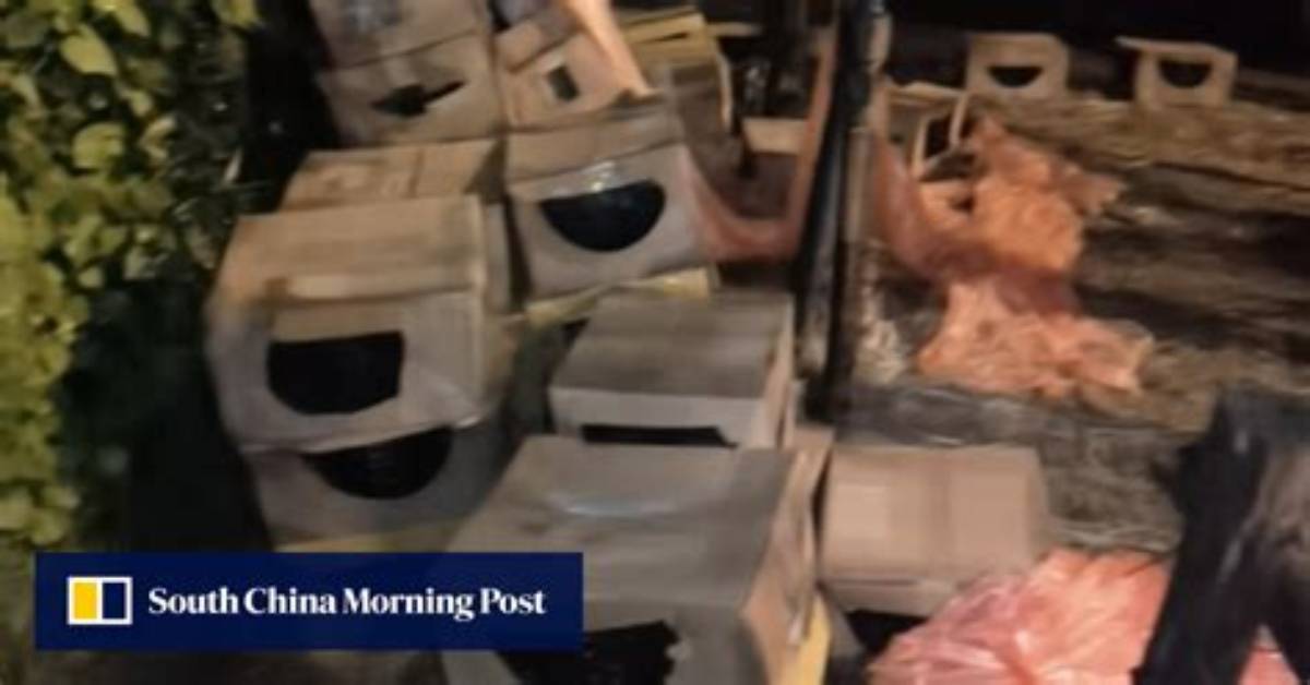 ‘Blind Boxes’ Containing More Than 100 Live Kittens and Puppies Found Dumped as China’s Latest Mail-Order Pet Craze Continues