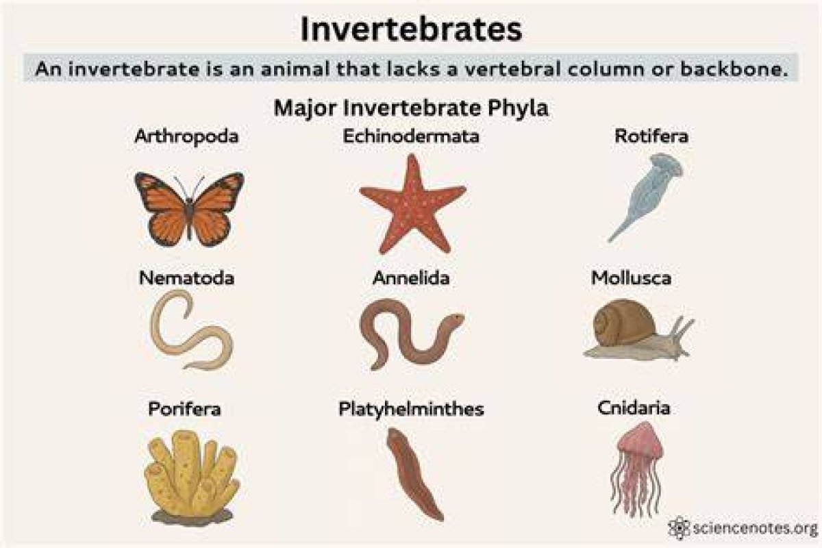 Body Part That an Invertebrate Lacks