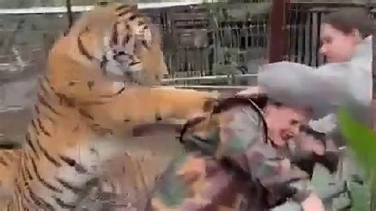Bodycam Video Shows Terrifying Moment Tiger Attacks Man at Naples Zoo
