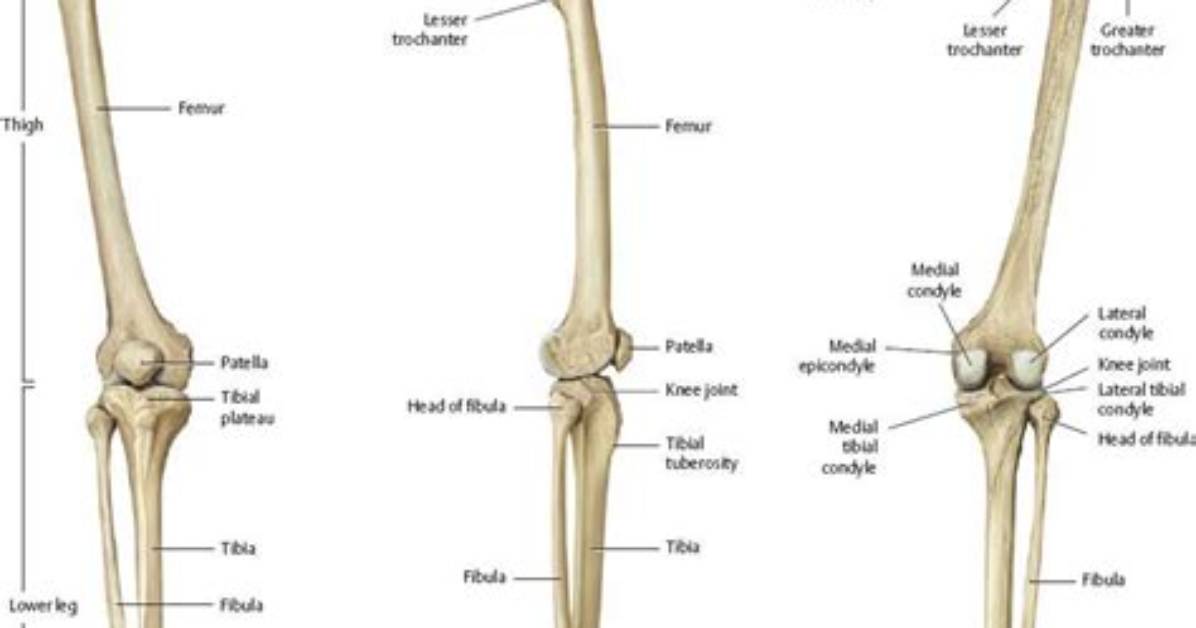 Bony Part of the Lower Leg