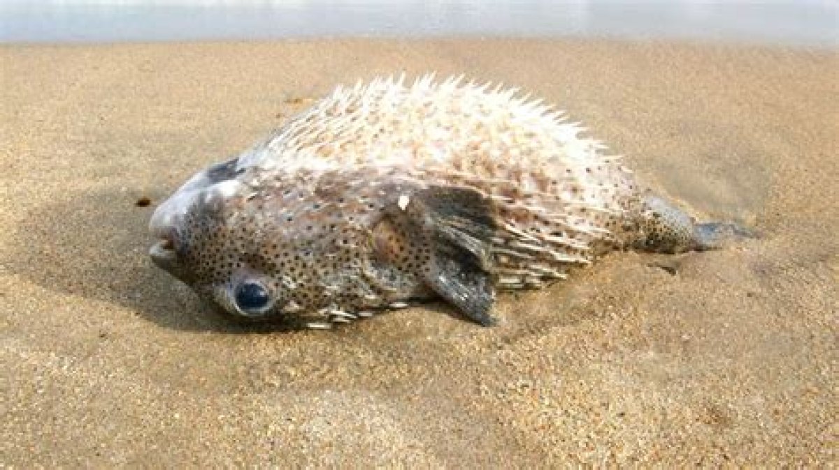 Brazilian Man Dies After Consuming Poisonous Pufferfish; Find All Details Inside