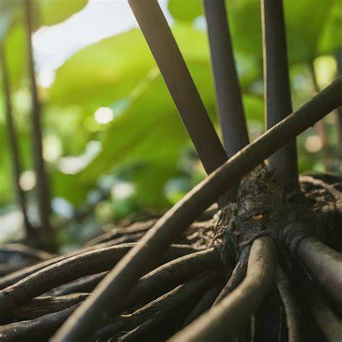 Bumbaclat Meaning: Exploring the Roots and Significance