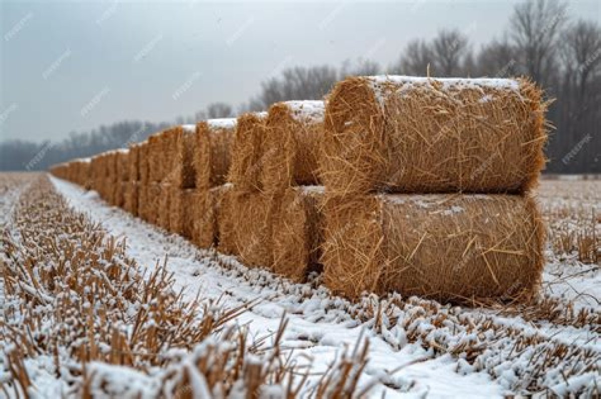 Bundles of Cotton or Hay