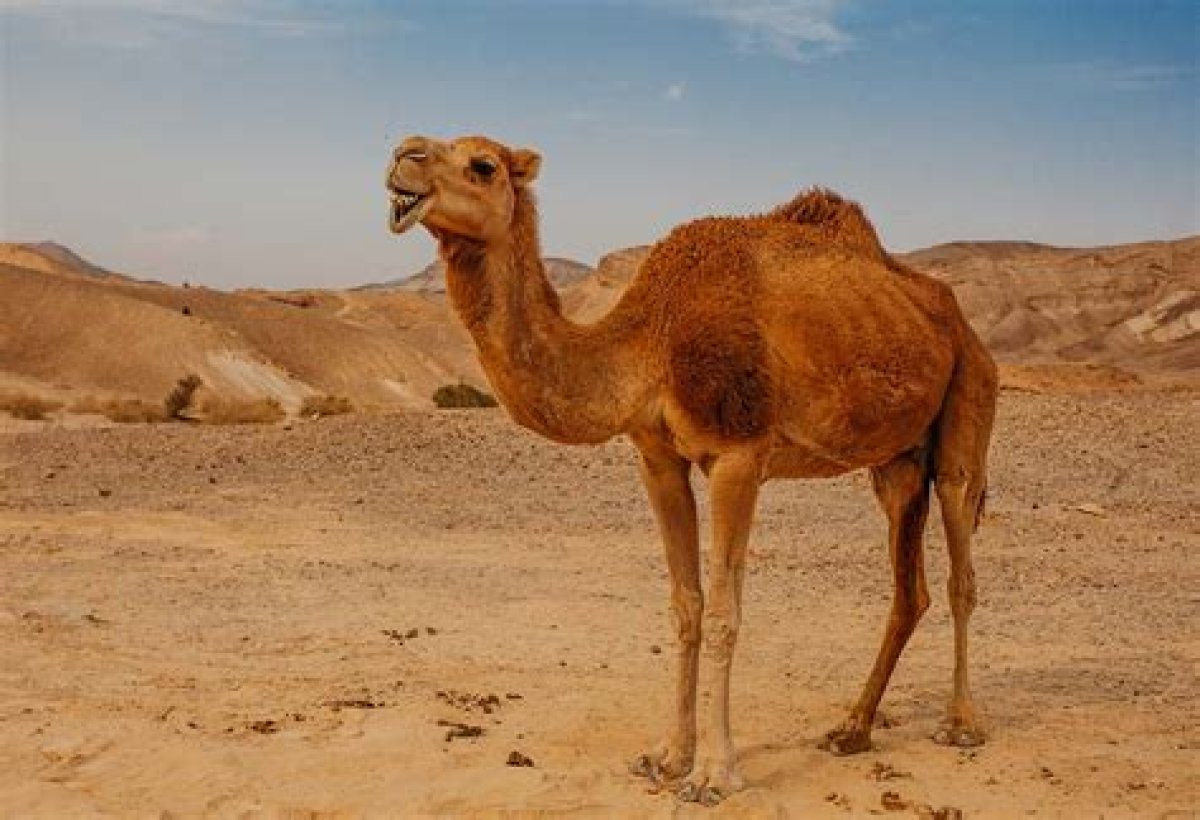 Camel-Like Animal of South America