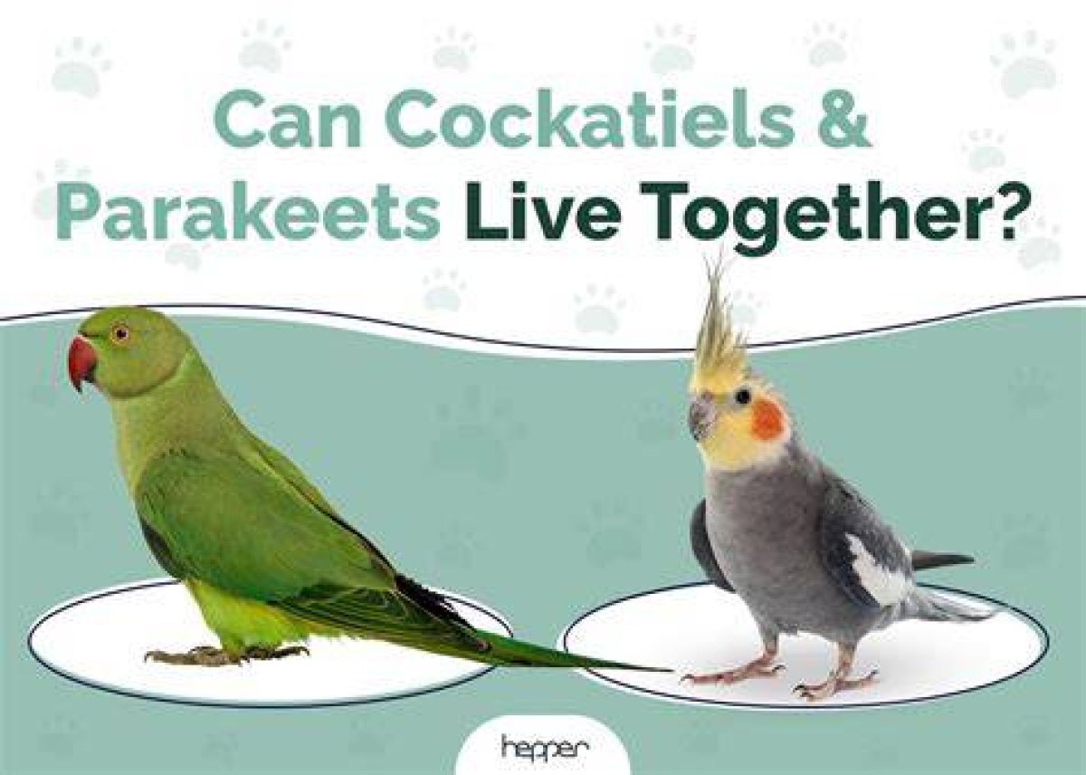 Can a Parakeet Live with a Cockatiel?
