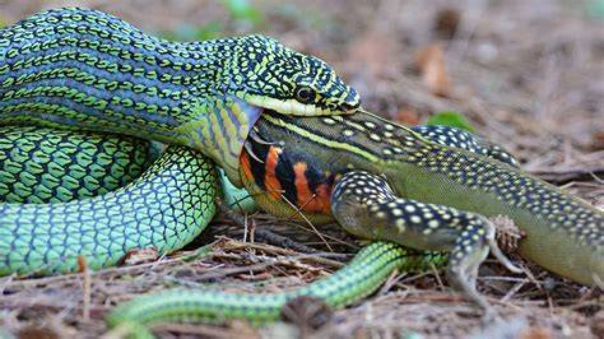 Can a Snake Live If Cut in Half?