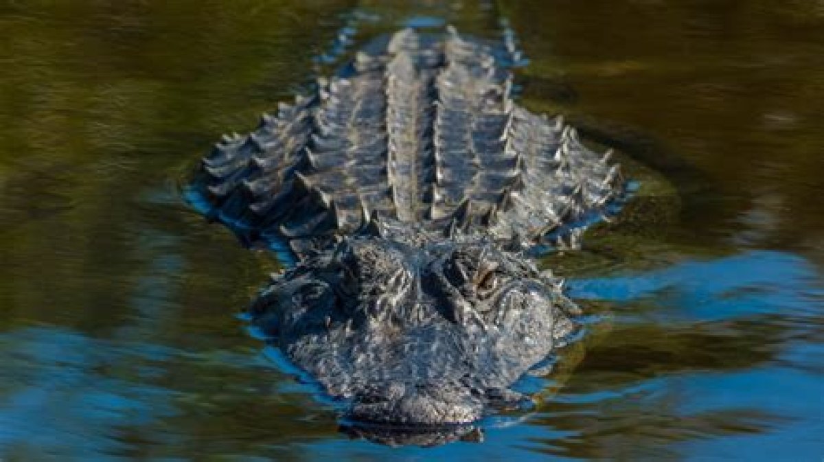 Can Alligators Bite Underwater? - Kylon Powell