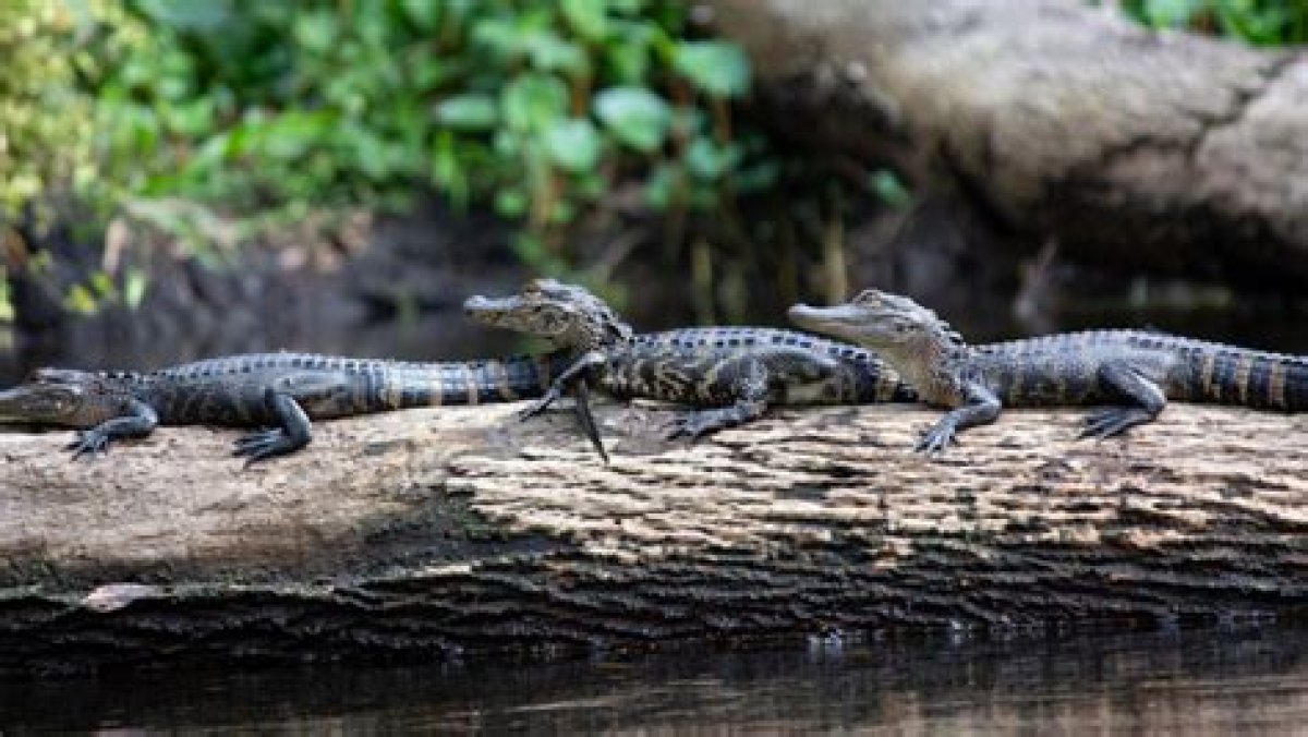 Can Alligators Climb Seawalls? - Kylon Powell