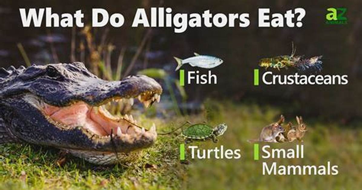 Can Alligators Eat Turtles? - Kylon Powell