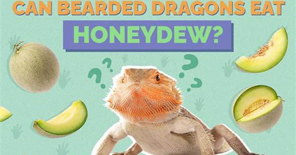 Can Bearded Dragons Eat Honeydew?