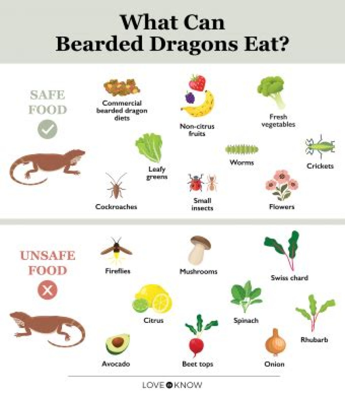 Can Bearded Dragons Smell Food?