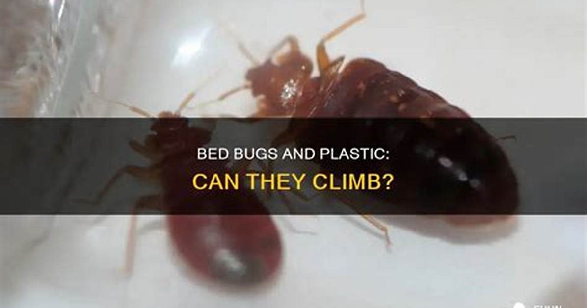Can Bed Bugs Climb up Glass?