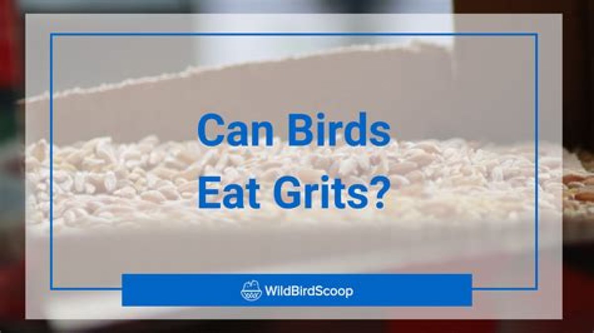 Can Birds Eat Grits? - Kylon Powell