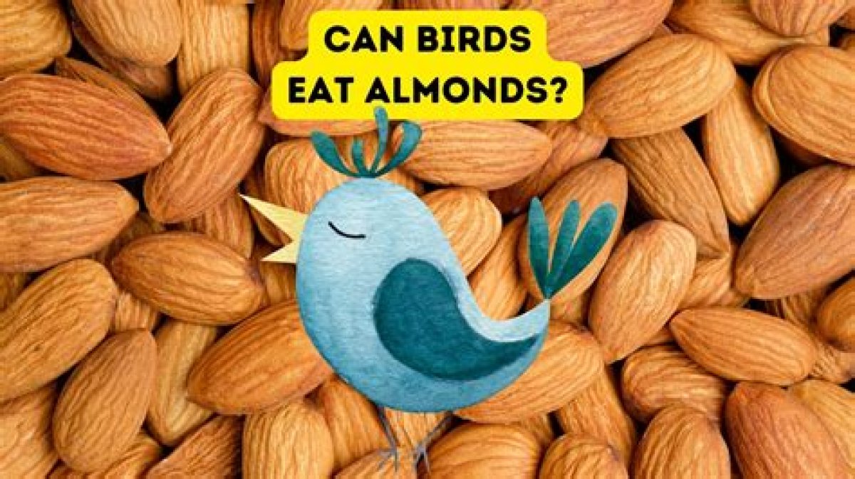 Can Birds Have Almonds? - Kylon Powell