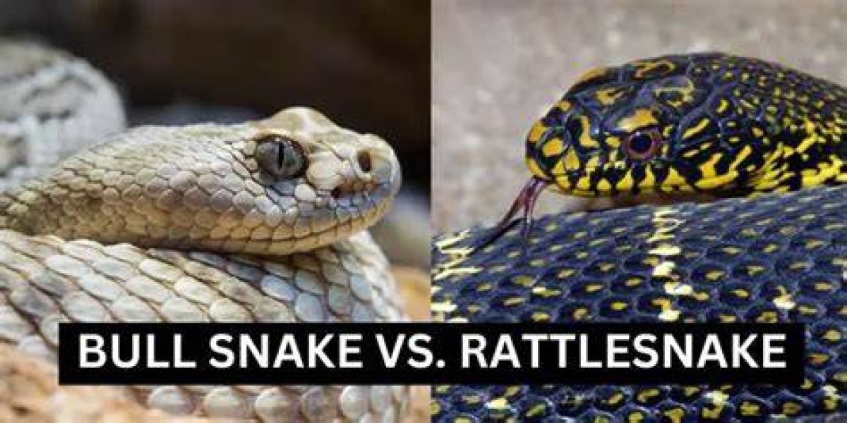 Can Bull Snakes Kill Rattlesnakes?