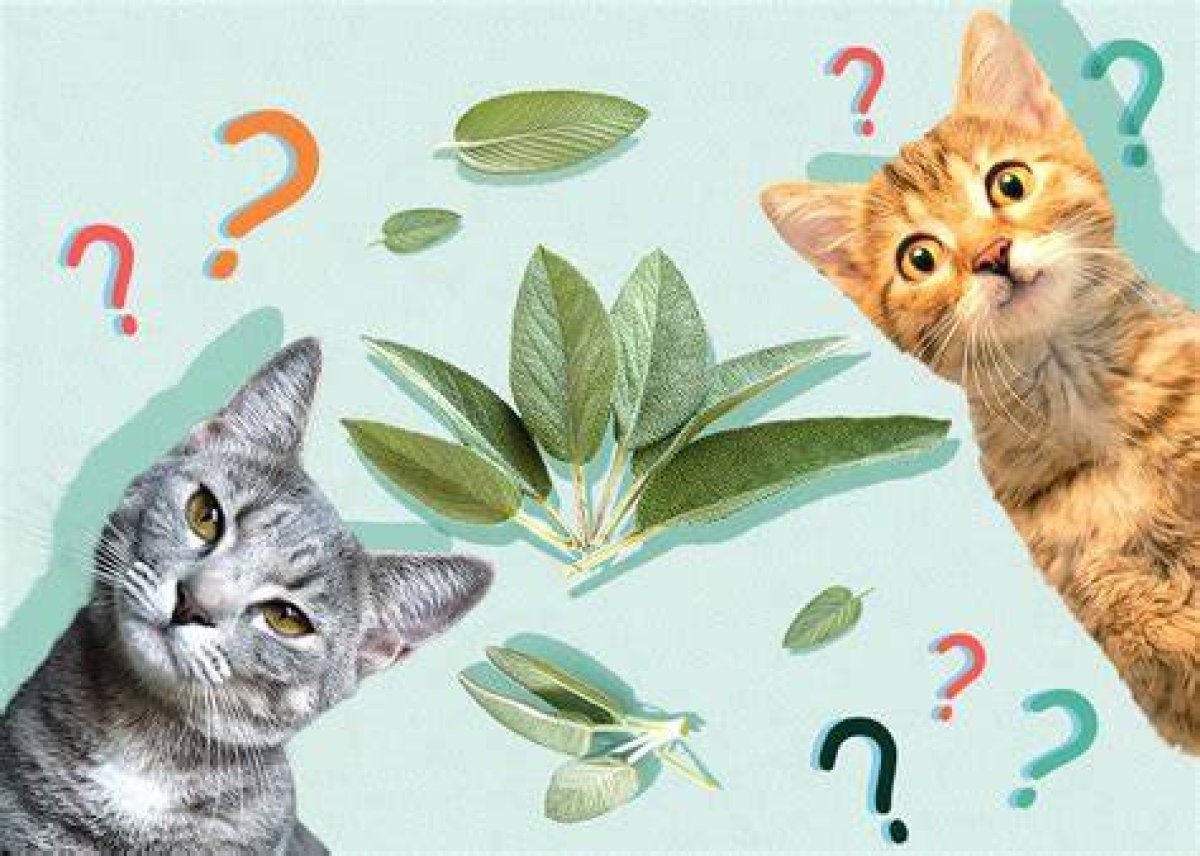 Can Cats Smell Sage? - Kylon Powell