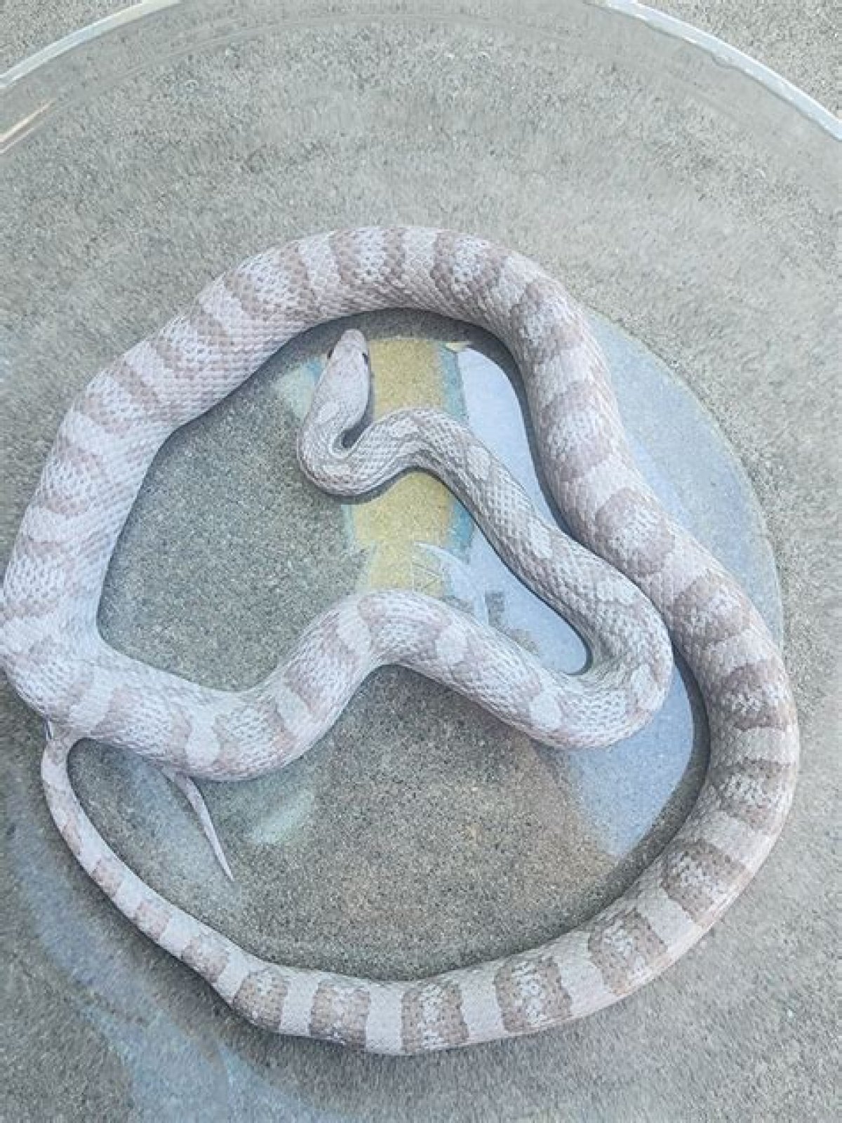 Can Corn Snakes See? - Kylon Powell