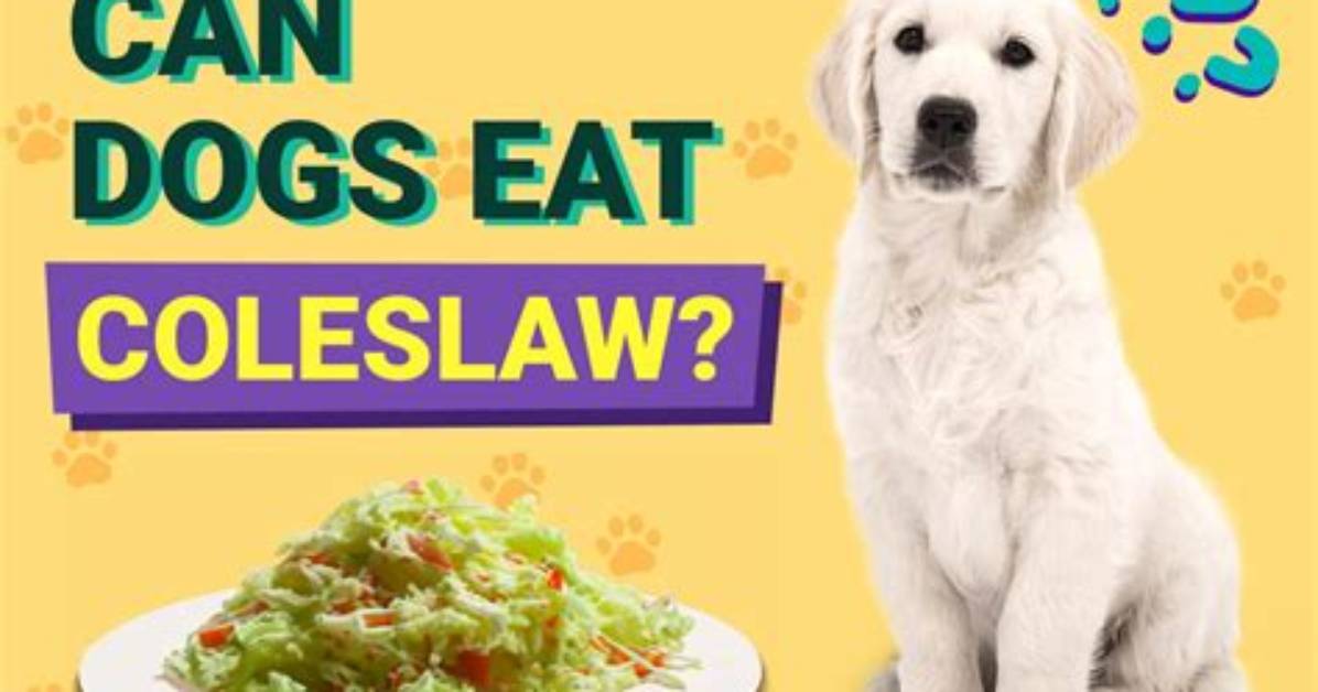Can Dogs Eat Coleslaw? - Kylon Powell