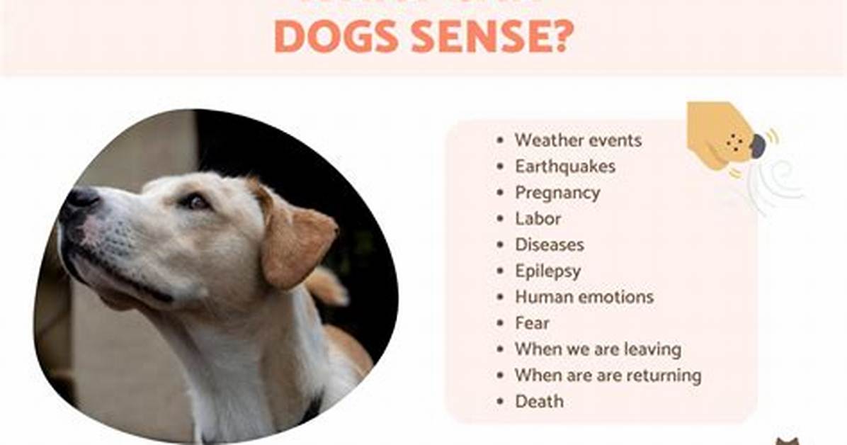 Can Dogs Sense When Something Is Wrong with Their Owner?