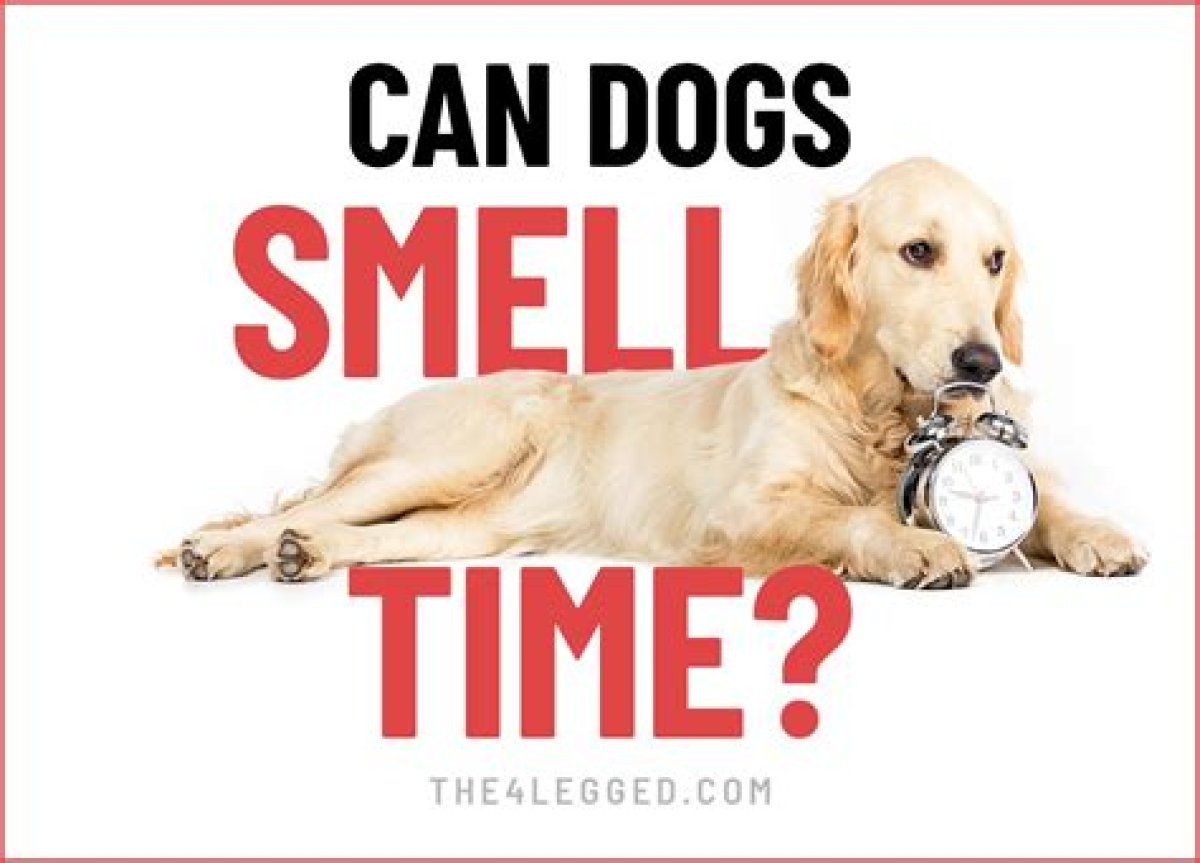 Can Dogs Smell Silver? - Kylon Powell