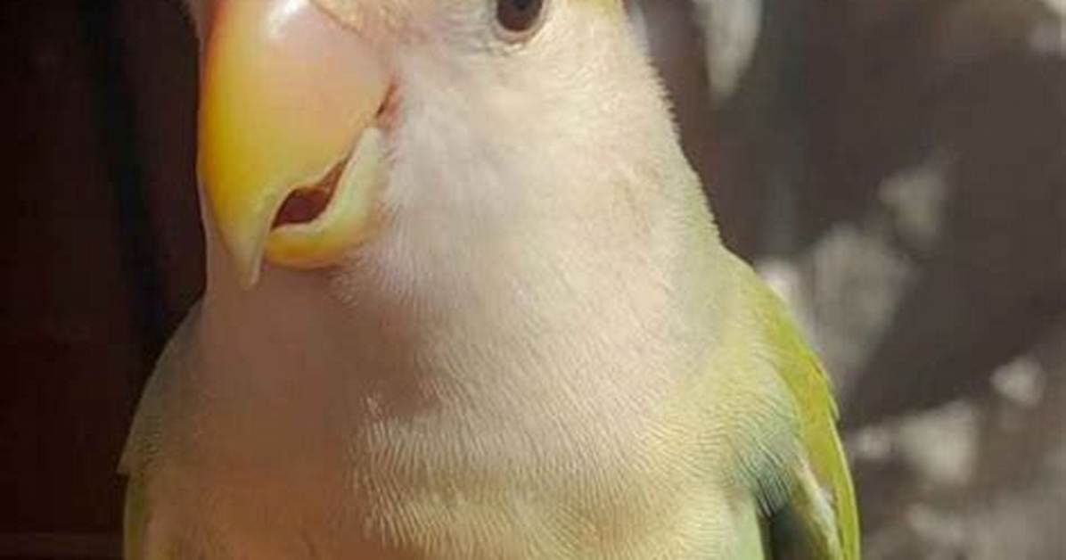 Can Parakeets Eat Potatoes? - Kylon Powell