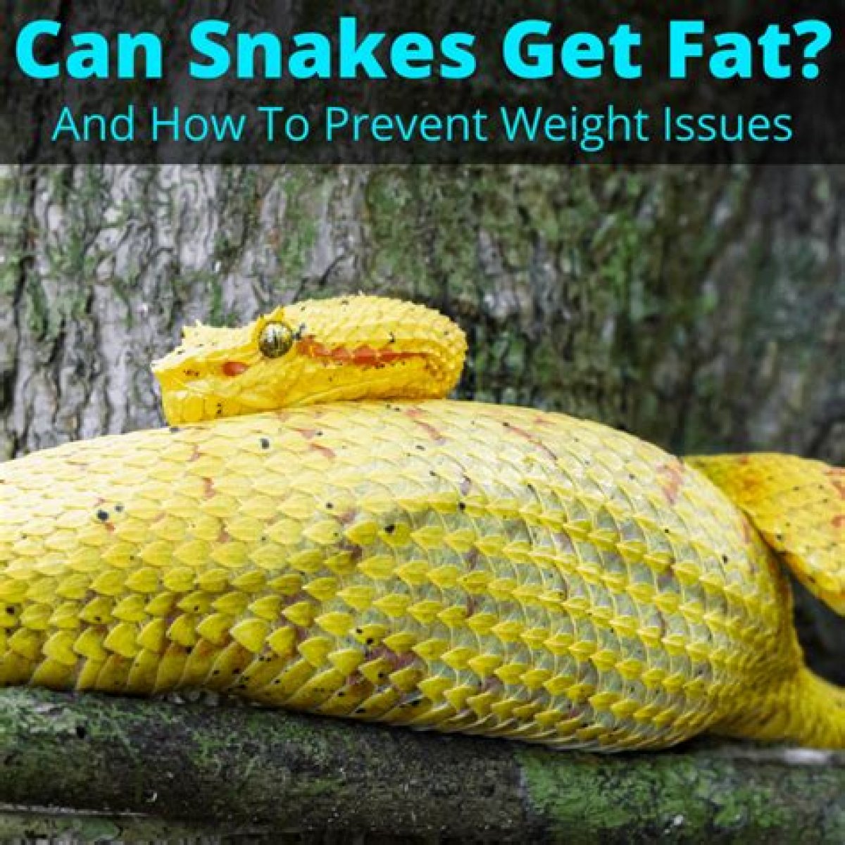 Can Snakes Get Diabetes? - Kylon Powell