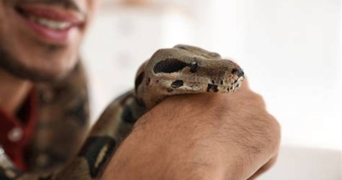 Can Snakes Show Affection? - Kylon Powell