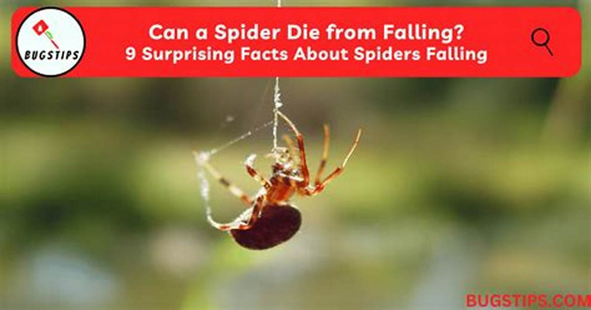 Can Spiders Die from Falling?