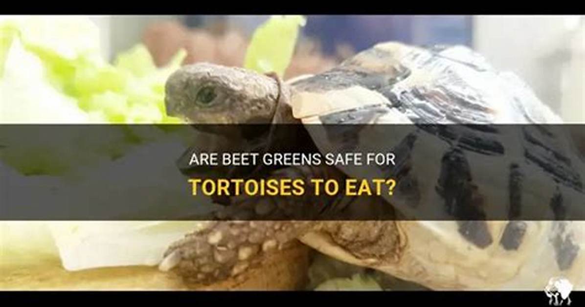 Can Tortoises Eat Beet Greens?