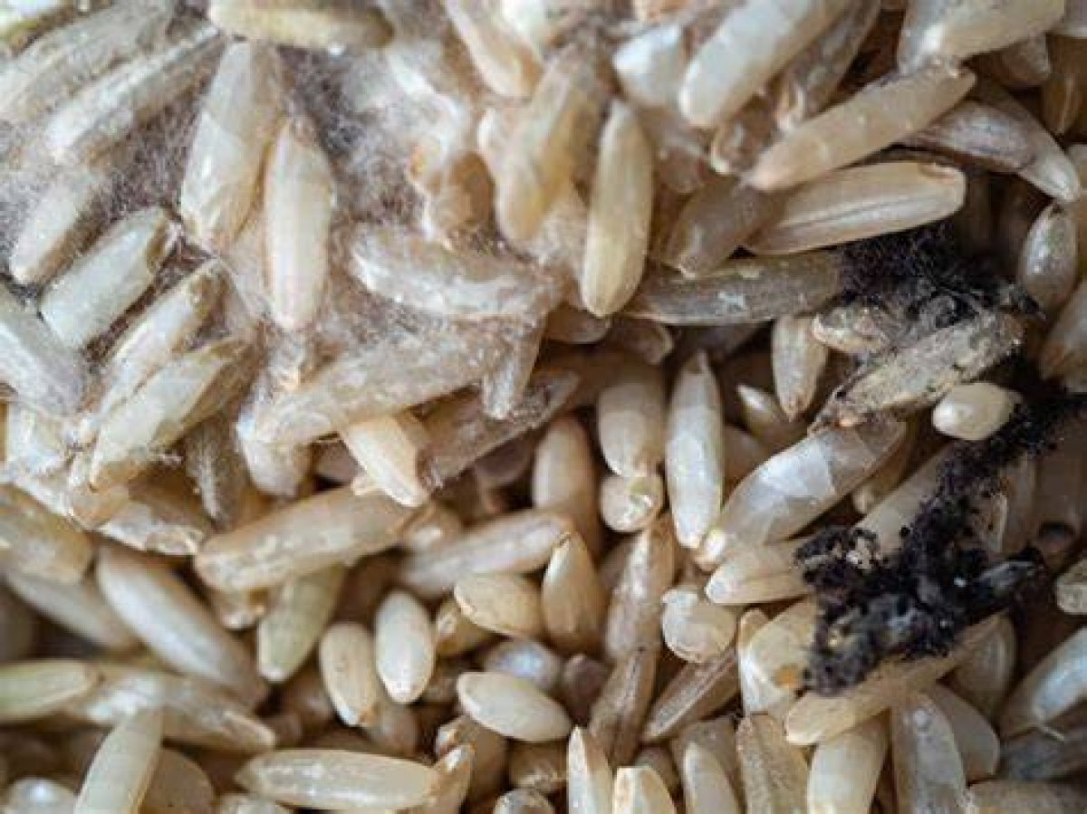 Can Wild Rice Go Bad?