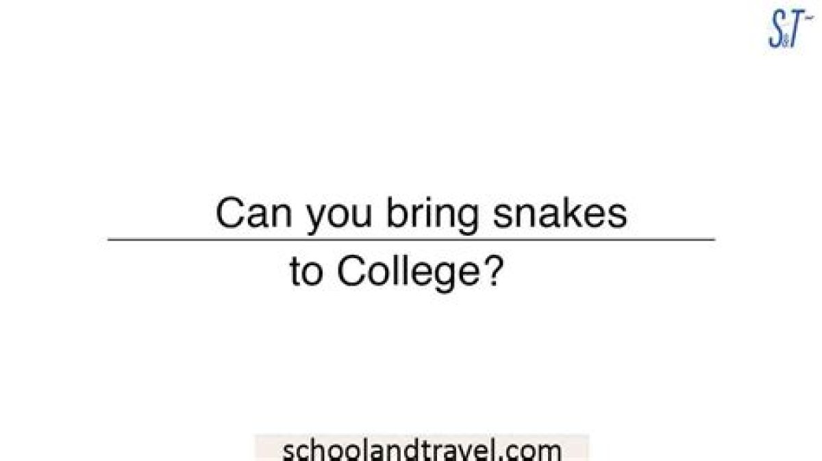 Can You Bring Snakes to College?