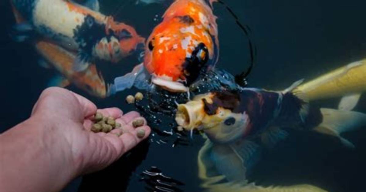 Can You Feed Koi Fish Bread?