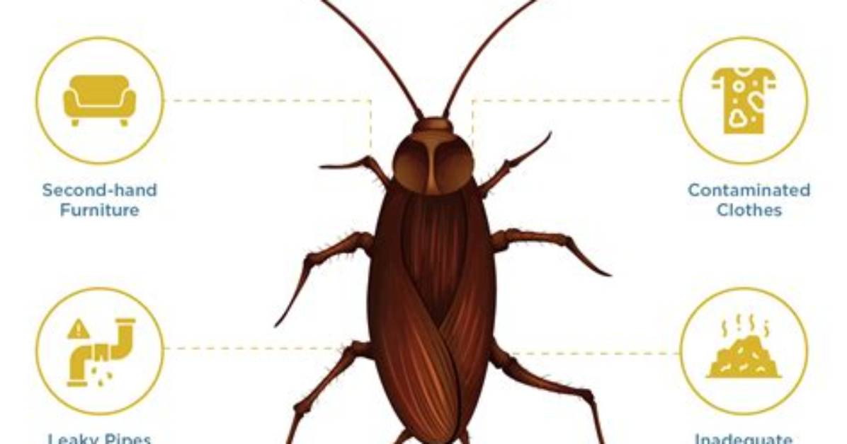 Can You Get Evicted for Having Roaches?