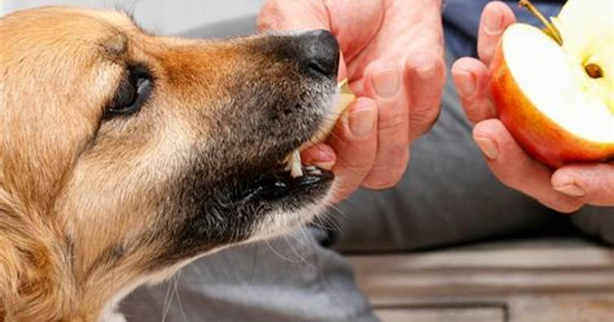 Can You Give Dogs Apples?