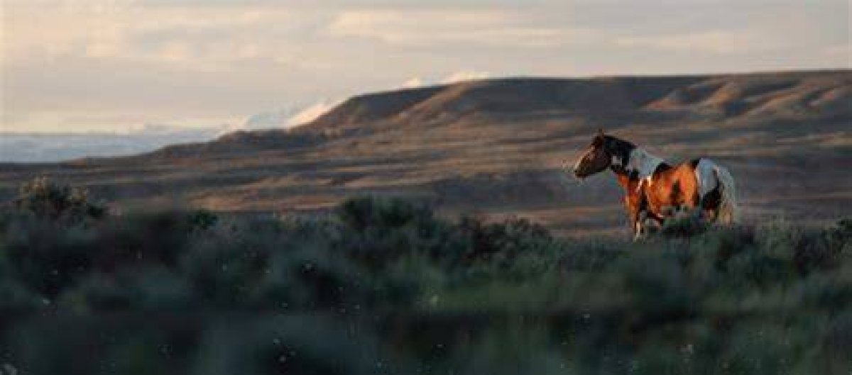 Can You Keep a Wild Horse?