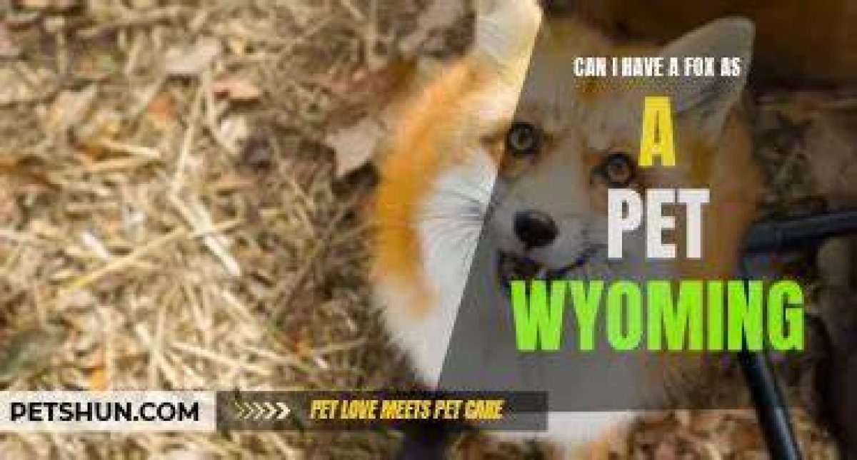 Can You Own a Fox in Wyoming?