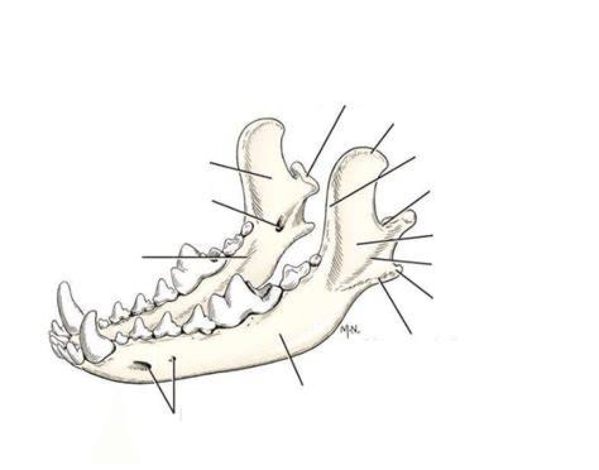 Canine Mandible Skeleton Quiz