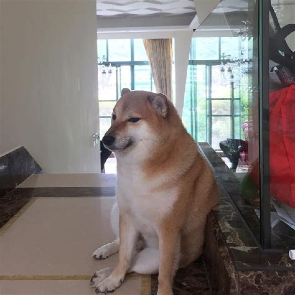 ‘Cheems’, the Hong Kong Shiba Inu Dog Who Went Viral as Doge Meme and Became Face of a Cryptocurrency, Dies After a Battle with Cancer