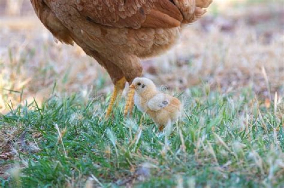 Chick's Mother on a Farm