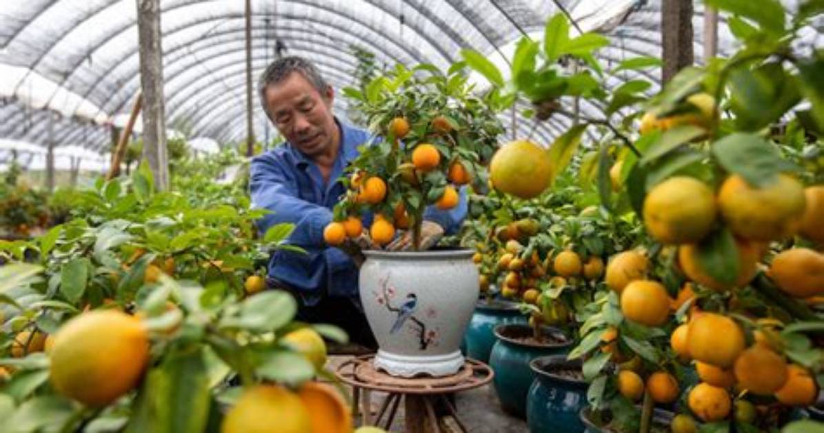 China’s Demand for Lemons Surges as Citizens Seek Immunity Against a Resurgent Covid Outbreak