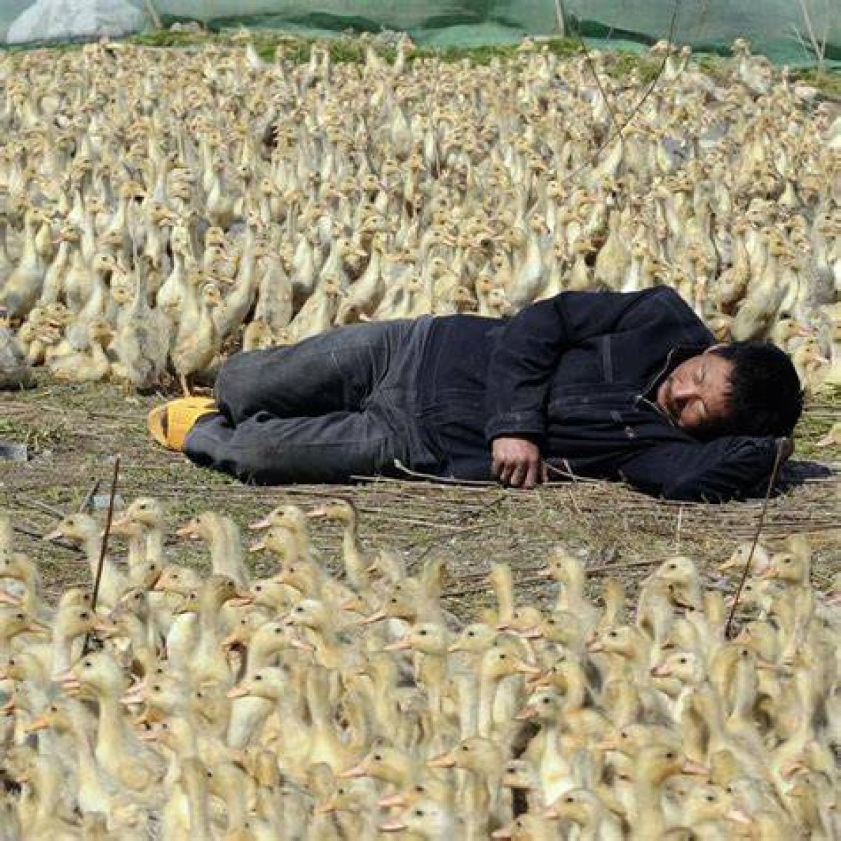 China’s Duck Farmers Are Cashing in as African Swine Fever Outbreak Puts Chinese Consumers off the Nation’s Favourite Meat